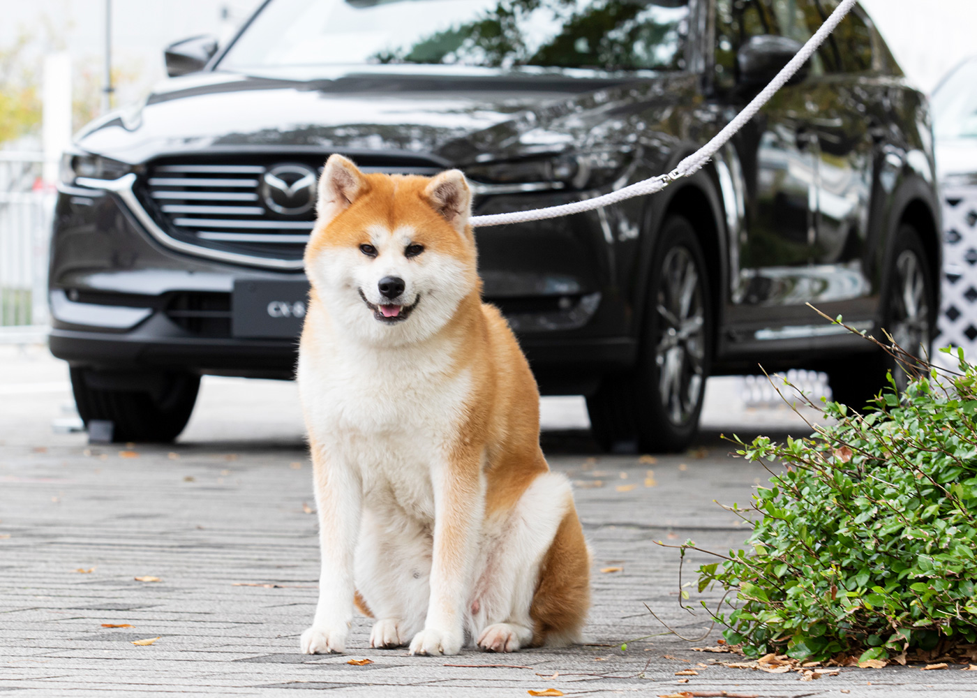 マツダ 年春 秋田犬 愛され 守られた伝統 Vol 2 デジタルマガジン マツダ 年春 秋田犬 愛され 守られた伝統 Vol 2 デジタルマガジン